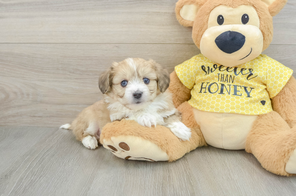 6 week old Aussiechon Puppy For Sale - Puppy Love PR