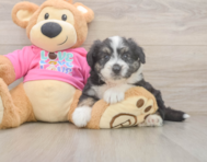 7 week old Aussiechon Puppy For Sale - Puppy Love PR