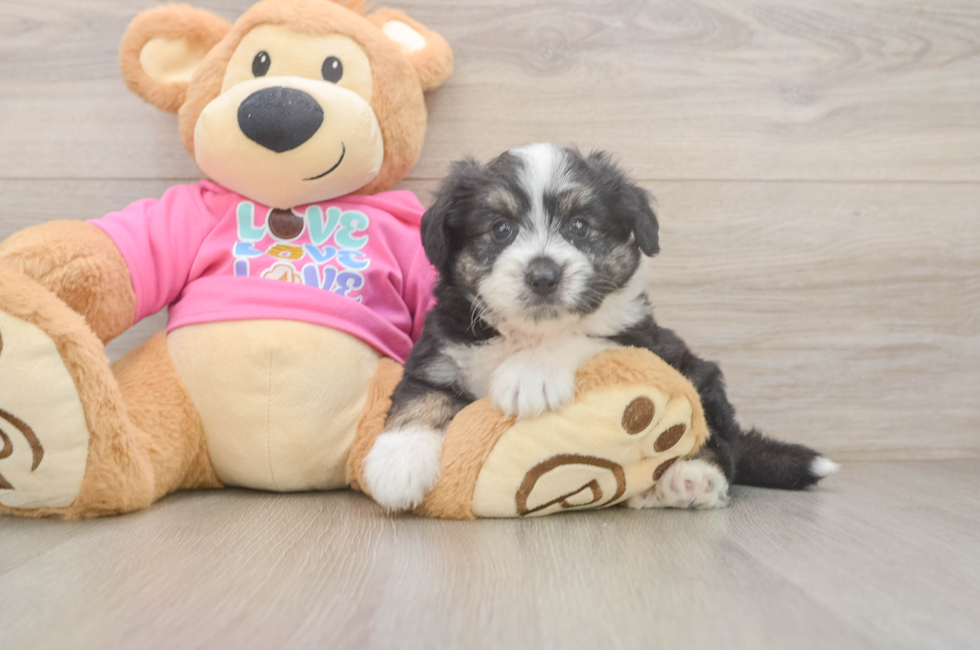 5 week old Aussiechon Puppy For Sale - Puppy Love PR