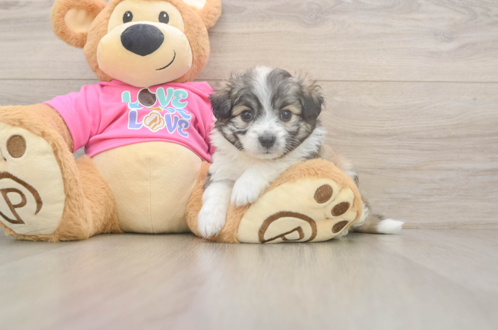 5 week old Aussiechon Puppy For Sale - Puppy Love PR