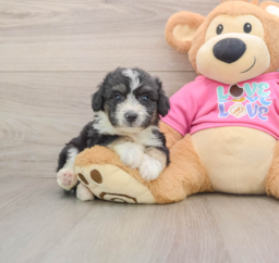 8 week old Aussiechon Puppy For Sale - Puppy Love PR