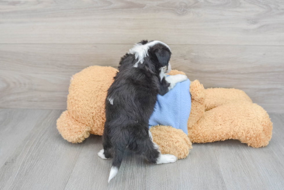 Smart Aussiechon Designer Pup