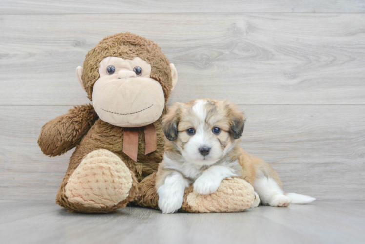Meet Koby - our Aussiechon Puppy Photo 1/3 - Puppy Love PR Best Aussiechon Baby