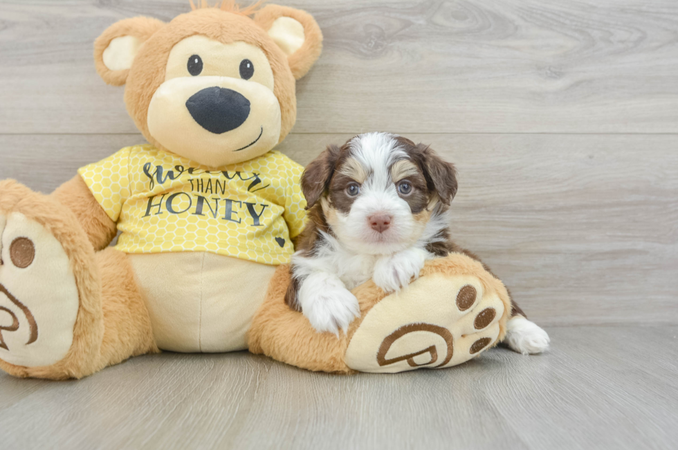 6 week old Aussiechon Puppy For Sale - Puppy Love PR