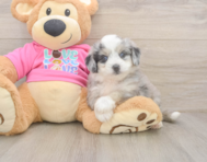 5 week old Aussiechon Puppy For Sale - Puppy Love PR