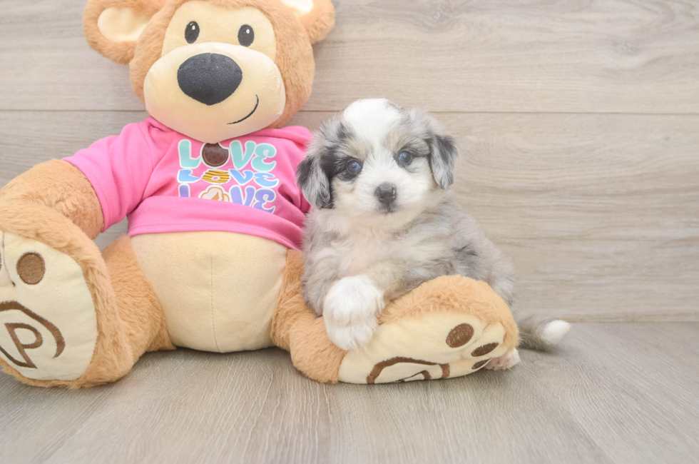 5 week old Aussiechon Puppy For Sale - Puppy Love PR
