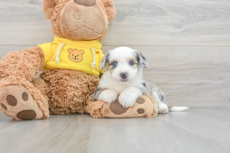 Meet Kova - our Aussiechon Puppy Photo 1/3 - Puppy Love PR Best Aussiechon Baby