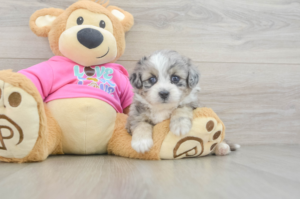 5 week old Aussiechon Puppy For Sale - Puppy Love PR