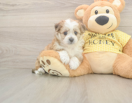 6 week old Aussiechon Puppy For Sale - Puppy Love PR