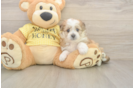 Funny Aussiechon Designer Pup