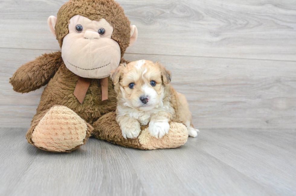 6 week old Aussiechon Puppy For Sale - Puppy Love PR