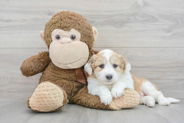 Meet Kyle - our Aussiechon Puppy Photo 1/3 - Puppy Love PR Fluffy Aussiechon Designer Pup