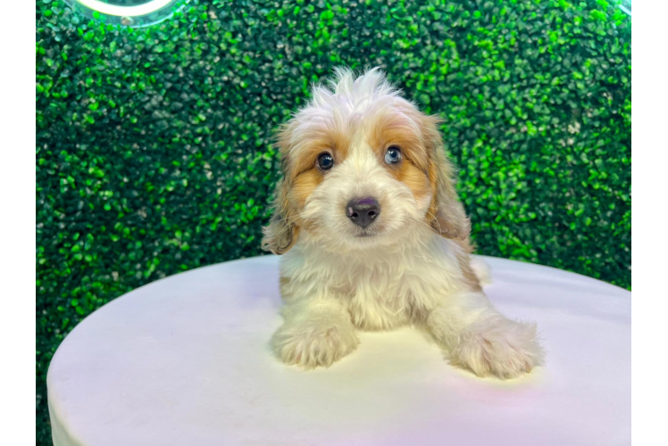 Aussiechon Puppy for Adoption