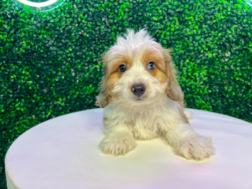 Aussiechon Puppy for Adoption