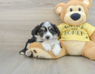 6 week old Aussiechon Puppy For Sale - Puppy Love PR