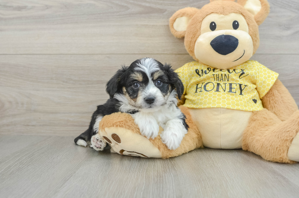 7 week old Aussiechon Puppy For Sale - Puppy Love PR