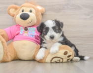 7 week old Aussiechon Puppy For Sale - Puppy Love PR