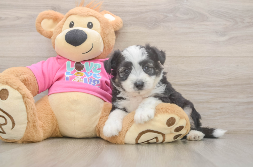 5 week old Aussiechon Puppy For Sale - Puppy Love PR