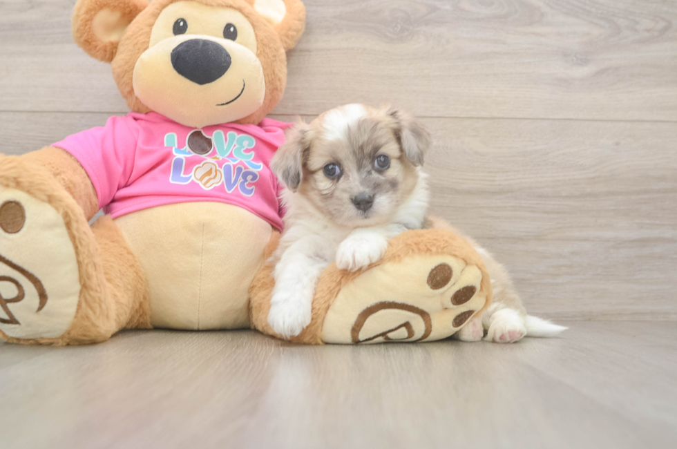 5 week old Aussiechon Puppy For Sale - Puppy Love PR