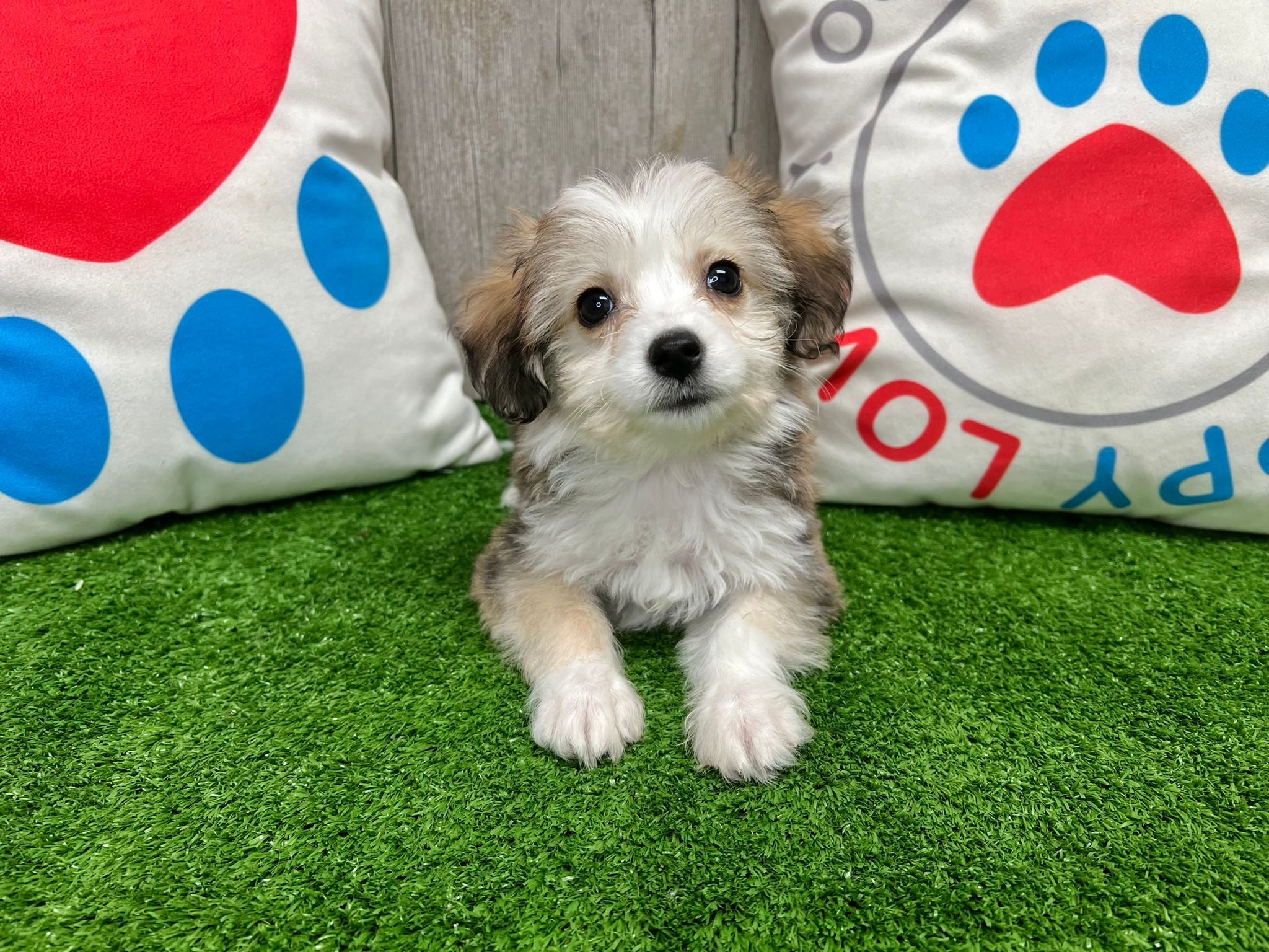 Cute Aussiechon Designer Pup