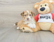 7 week old Aussiechon Puppy For Sale - Puppy Love PR
