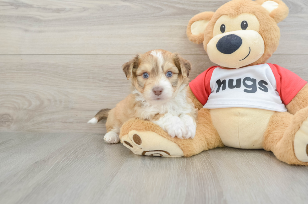 6 week old Aussiechon Puppy For Sale - Puppy Love PR