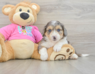 6 week old Aussiechon Puppy For Sale - Puppy Love PR