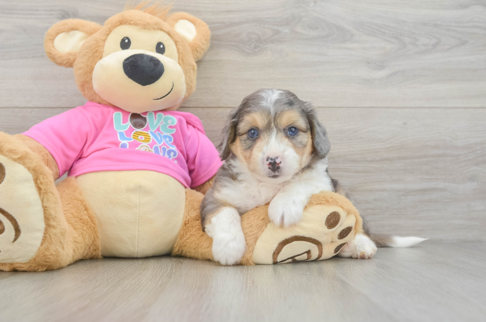 5 week old Aussiechon Puppy For Sale - Puppy Love PR