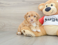 8 week old Aussiechon Puppy For Sale - Puppy Love PR