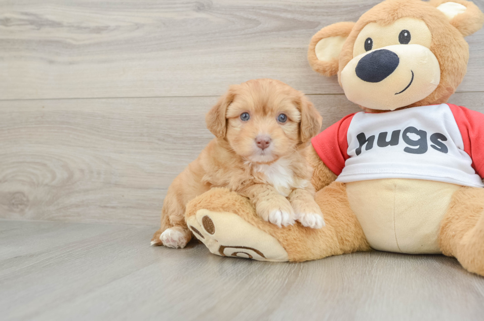 6 week old Aussiechon Puppy For Sale - Puppy Love PR