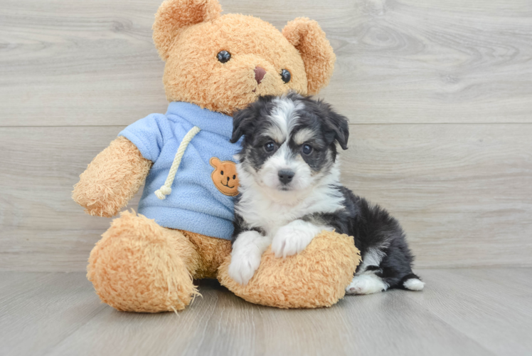Meet Leopold - our Aussiechon Puppy Photo 1/3 - Puppy Love PR Best Aussiechon Baby