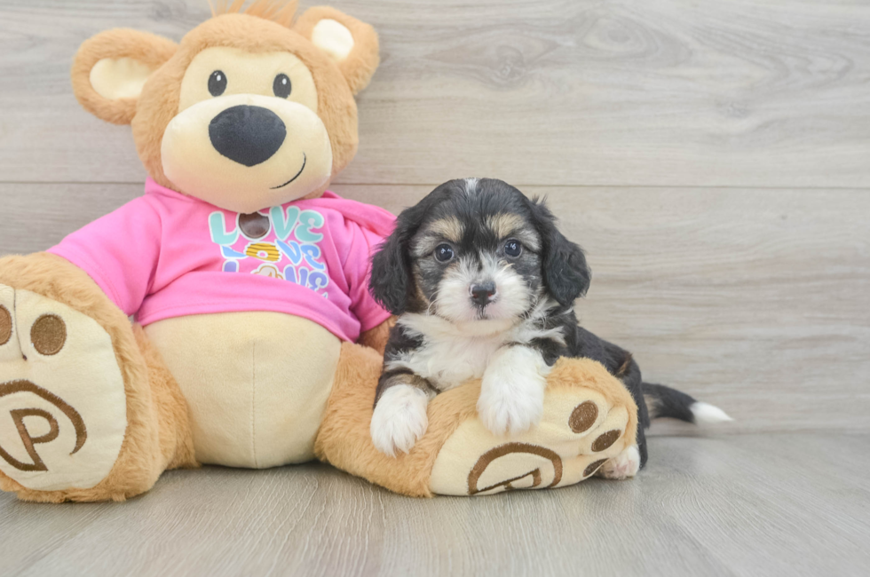 5 week old Aussiechon Puppy For Sale - Puppy Love PR