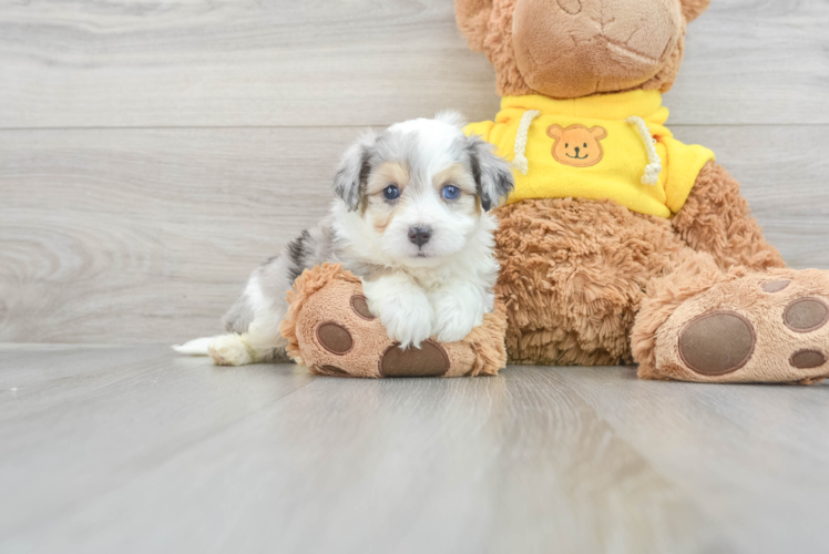 Meet Lightning - our Aussiechon Puppy Photo 1/3 - Puppy Love PR Friendly Aussiechon Baby