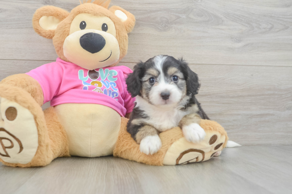 5 week old Aussiechon Puppy For Sale - Puppy Love PR