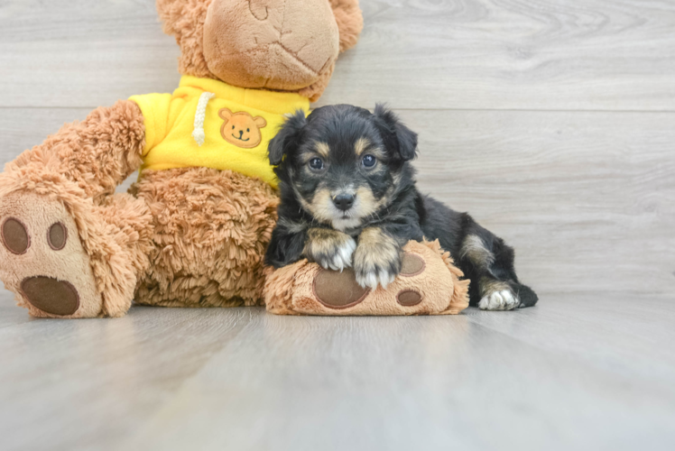 Meet Lilypad - our Aussiechon Puppy Photo 1/3 - Puppy Love PR Aussiechon Puppy for Adoption