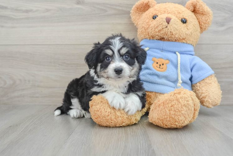 Meet Lilypad - our Aussiechon Puppy Photo 1/3 - Puppy Love PR Aussiechon Pup Being Cute