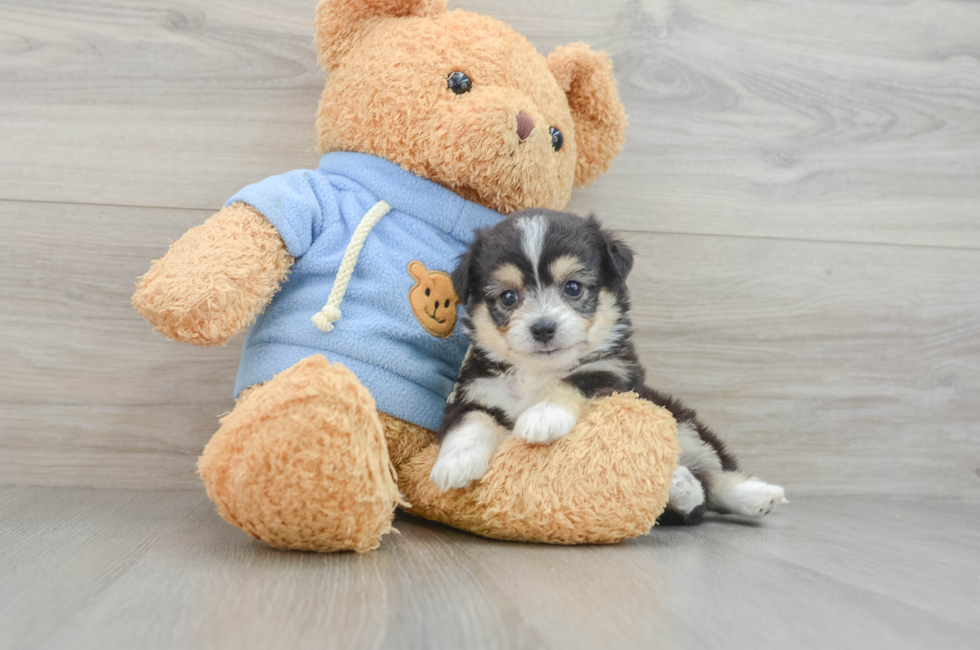 7 week old Aussiechon Puppy For Sale - Puppy Love PR