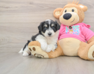 8 week old Aussiechon Puppy For Sale - Puppy Love PR