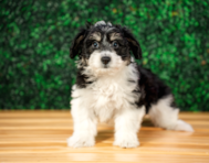 11 week old Aussiechon Puppy For Sale - Puppy Love PR