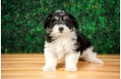 Aussiechon Puppy for Adoption