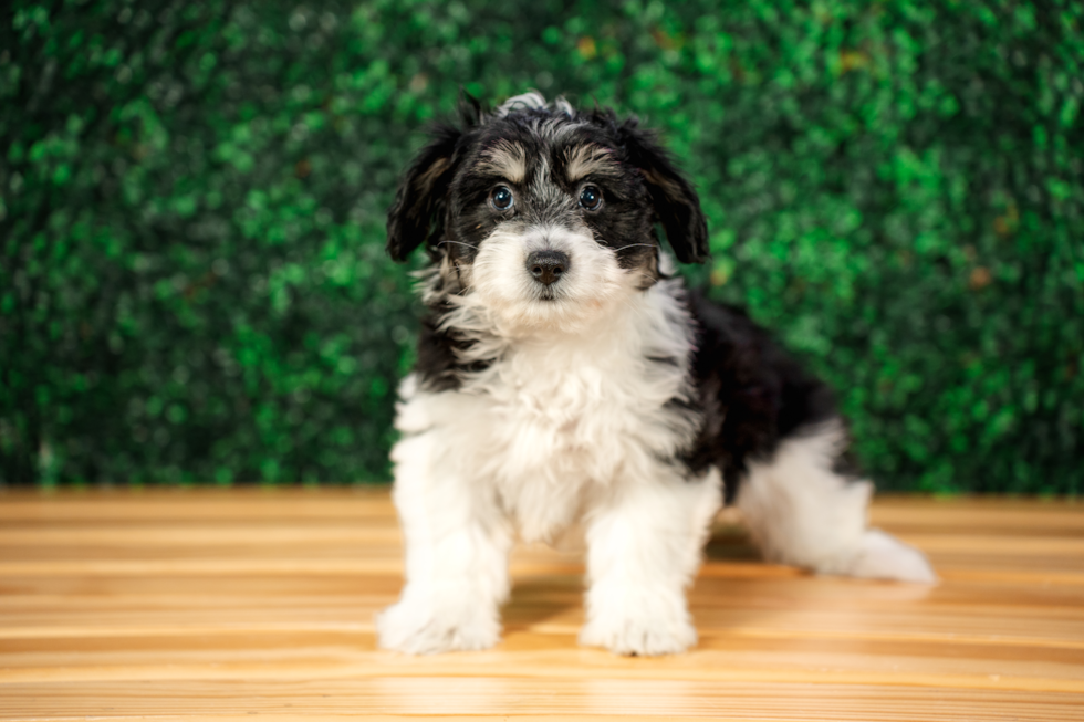 Aussiechon Puppy for Adoption