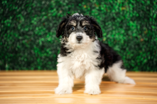 Aussiechon Puppy for Adoption