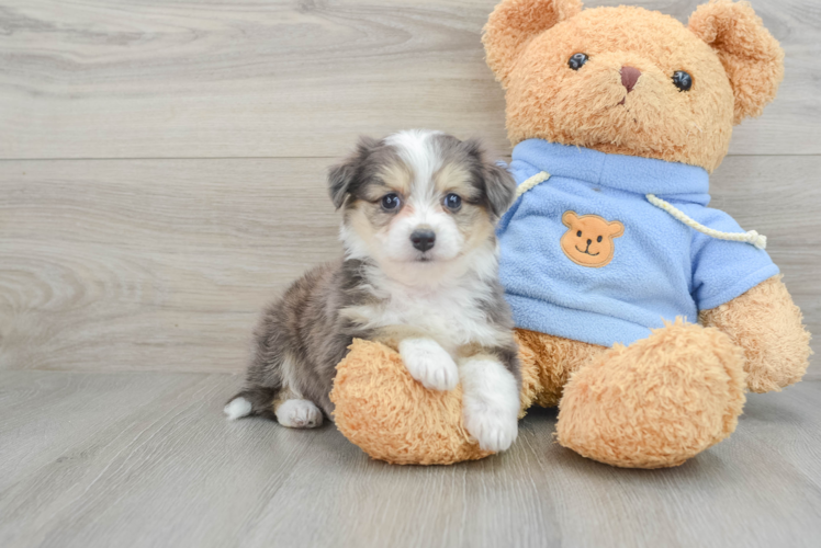 Meet Liv - our Aussiechon Puppy Photo 1/3 - Puppy Love PR Best Aussiechon Baby