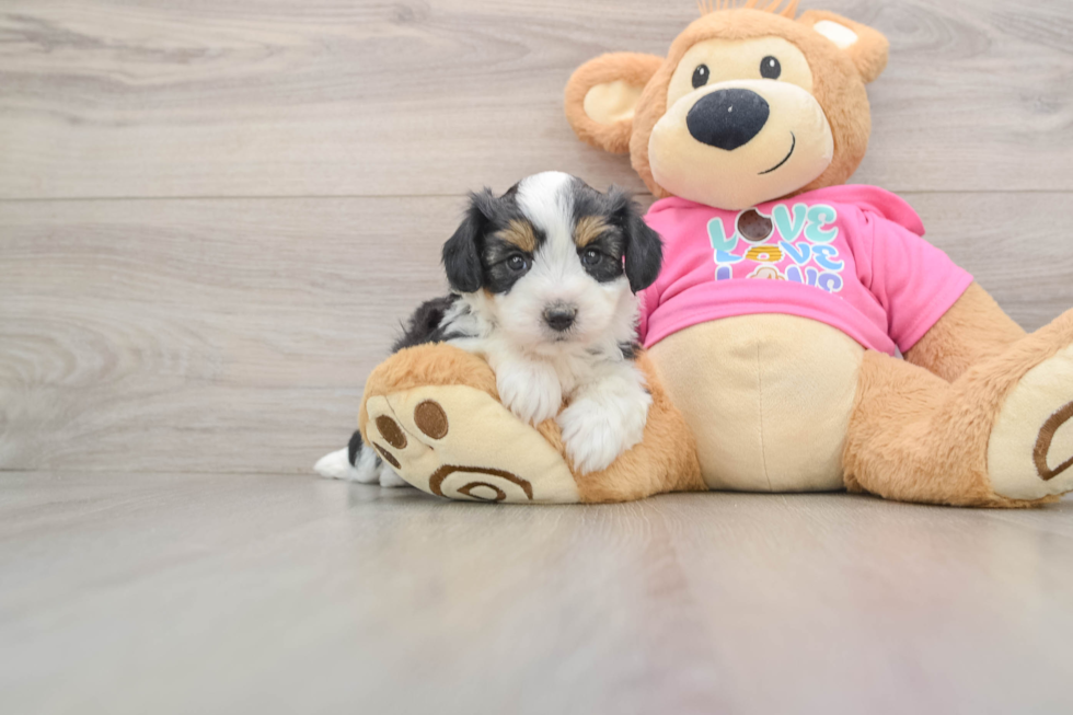 Aussiechon Pup Being Cute