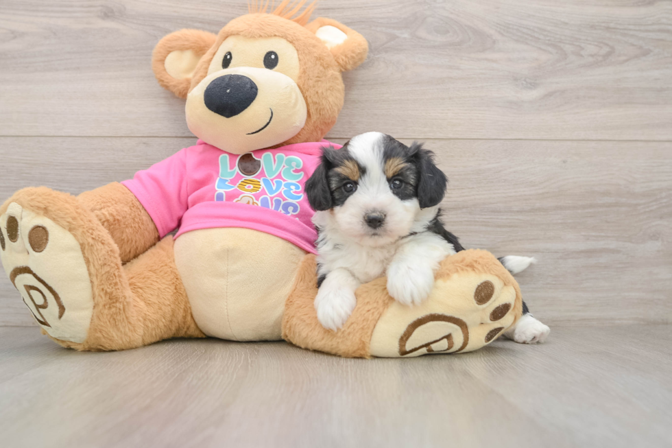 Friendly Aussiechon Baby