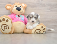 8 week old Aussiechon Puppy For Sale - Puppy Love PR