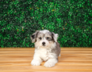 10 week old Aussiechon Puppy For Sale - Puppy Love PR