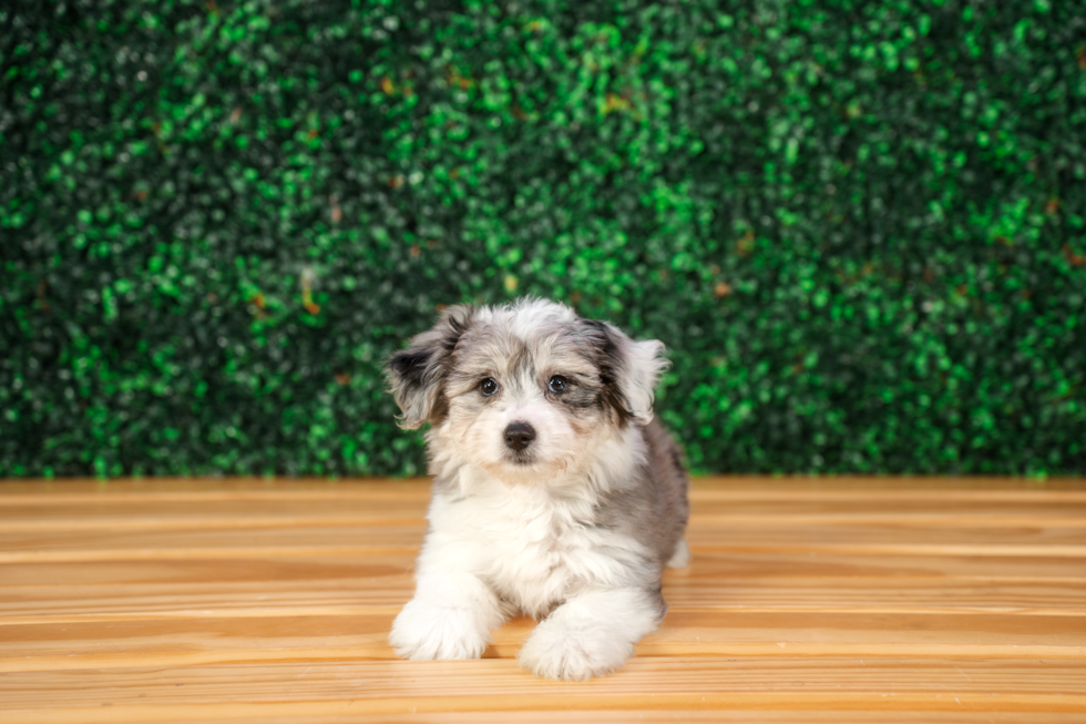 Aussiechon Pup Being Cute