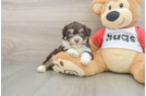 Aussiechon Puppy for Adoption