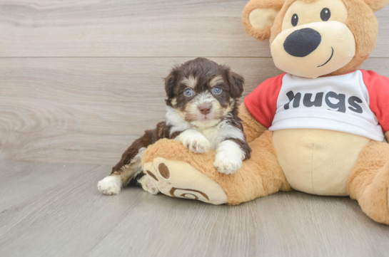 Aussiechon Puppy for Adoption